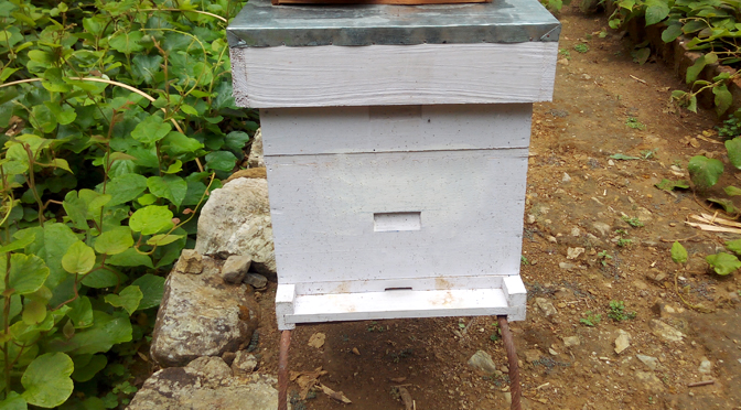 कृषकलाई मौरीसहितको घार