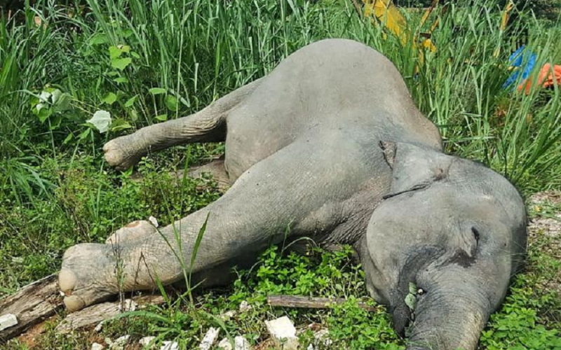 झापामा पोथी हात्ती मृत फेला