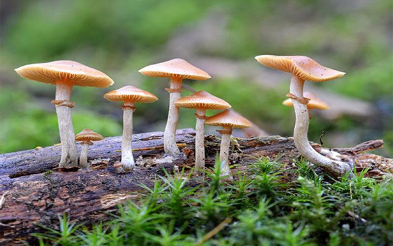 जंगली च्याउ खादा विरामी