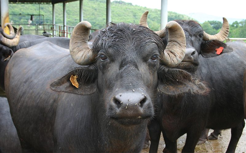 भारतले नेपाललाई १५ वटा मुर्रा भैंसी दिने