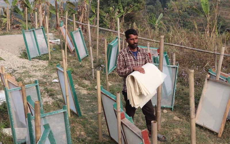 खेर गएको केराको खम्बाबाट कागज उत्पादन